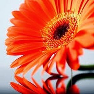 Meet your Posher, Eleah